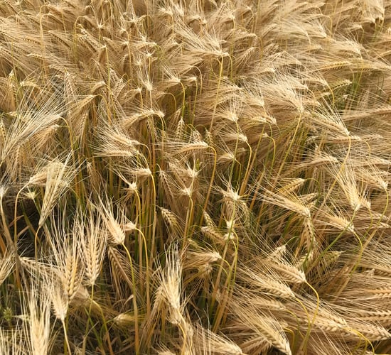 Winter barley coming in at 4.8t/ac in Co. Down