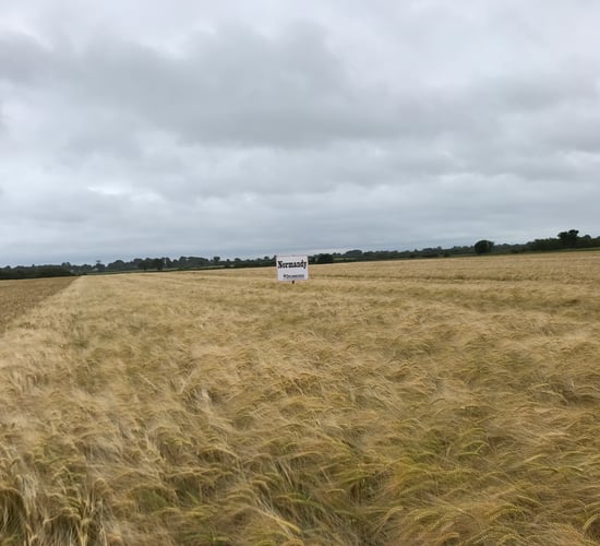 Implications of an early winter barley harvest - cover crops