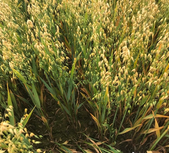 AFBI assesses new cropping options for NI