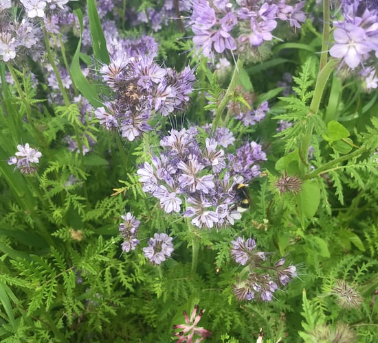 'EU initiatives to protect wild pollinators too weak to bear fruit'
