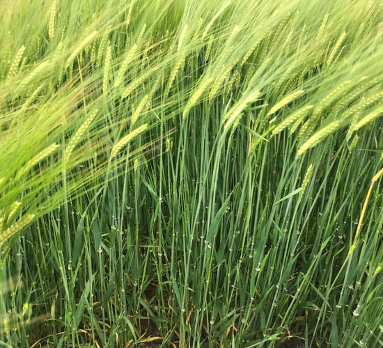 BYDV now impacting many spring barley crops