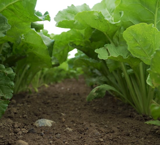 CROPS WATCH: Smart beet due fungicide