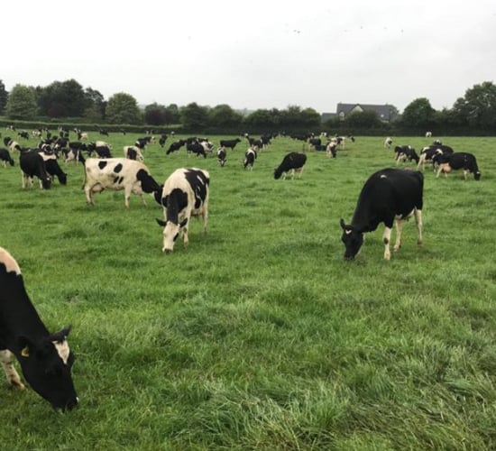 'Milking cows OAD has reduced milk production by 22%' - study finds