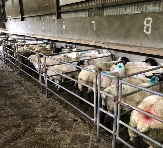 Pics and prices: Factory lamb prices take a hit at Ballymote Mart