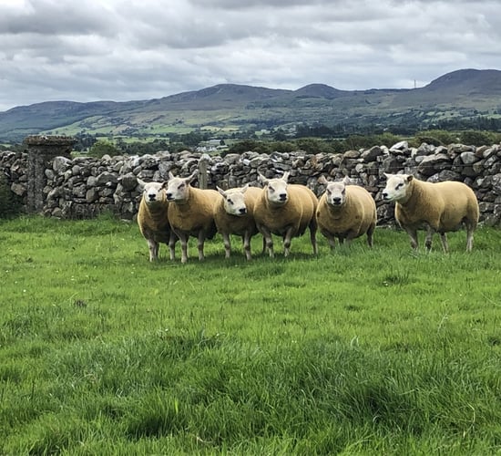 Sheep Focus: A preview of what's on offer at the Big Boy Ram Sale next week