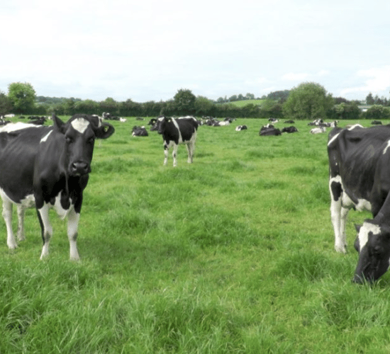 'A cow must have a low SCC in order to maximise her potential'