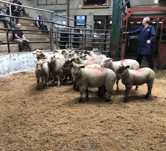 Sheep marts: Lamb trade continues in positive fashion
