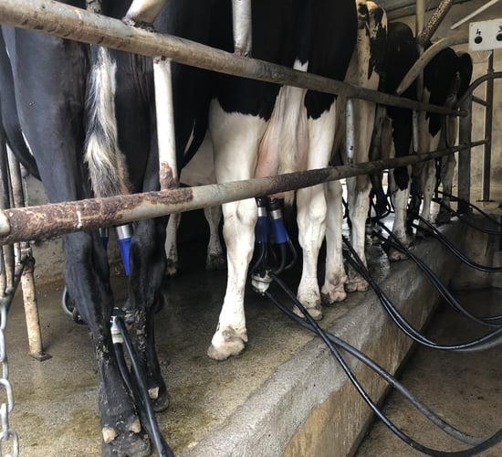 Milk Price Tracker: What is the lay of the land for September?