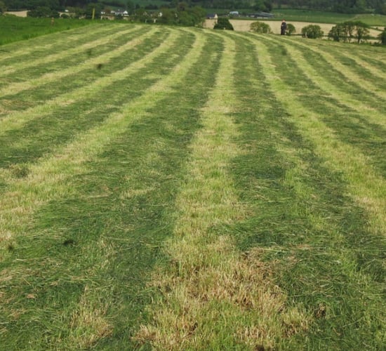 Is pre-mowing paddocks worthwhile or is it a waste of time?