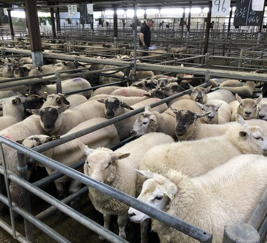 Sheep trade: Base quotes for lambs increase by a further 10c/kg
