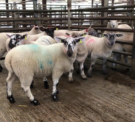 Sheep marts: Lamb trade continues to thrive, especially for store lambs