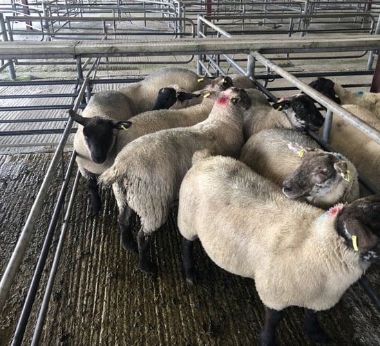 Sheep trade: Sheep kill exceeds the 60,000 head mark for the 5th week in a row