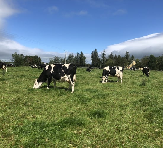 Munster Bovine launches new Milk Recording Lifetime Summary Report