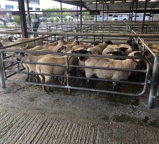 Sheep marts: Lambs easier by up to €4-5/head in places