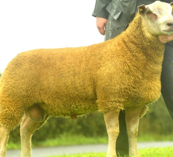 Cavan breeder smashes record at 30th anniversary Charollais sale