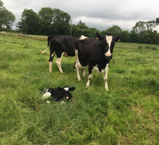 'A May-calving cow will cost you €200/head more compared to a February calver'