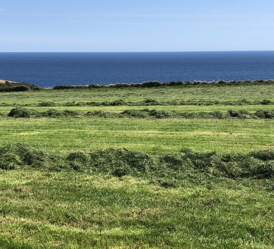 Thinking about making third-cut silage? Here's a few things to keep in mind...