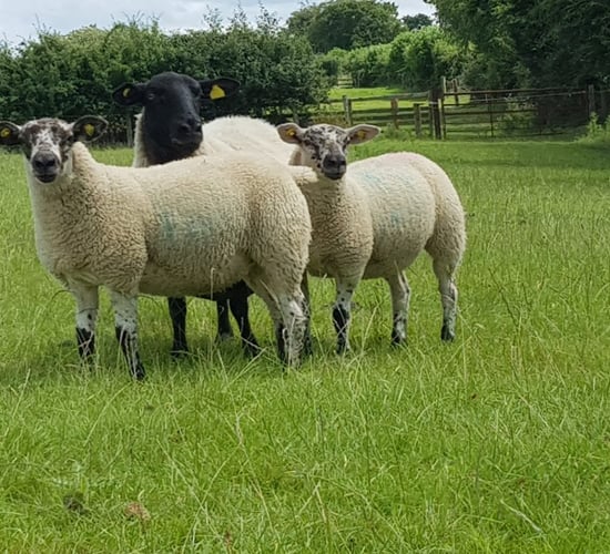 DAERA: Avoid 'showering' sheep during sheep scab treatment