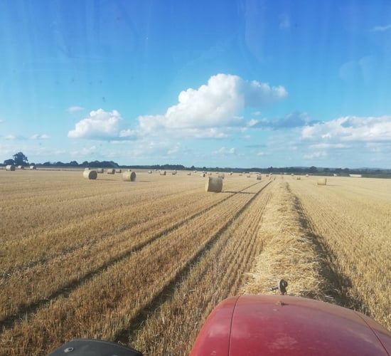 Straw: 50% decrease in yield being reported in the midlands
