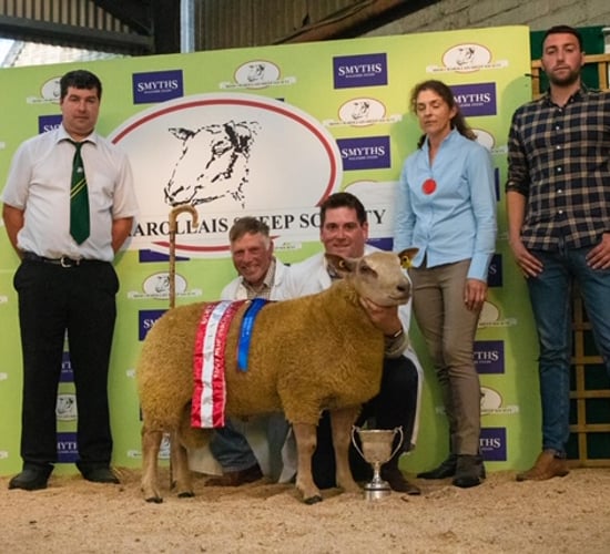 Irish Charollais Sheep Society to host 30th anniversary sale