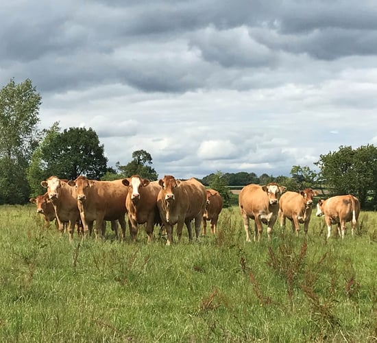 CAP: Beef and sheep sectors strategies 'in disarray' - ICSA