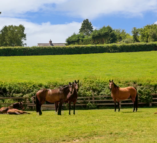 Video: 'Trophy property' on the market as well-known bloodstock breeder retires