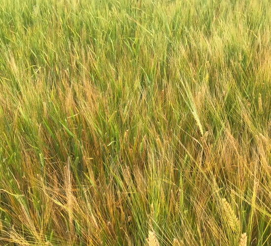 EU revises all summer crop yields down from July forecast