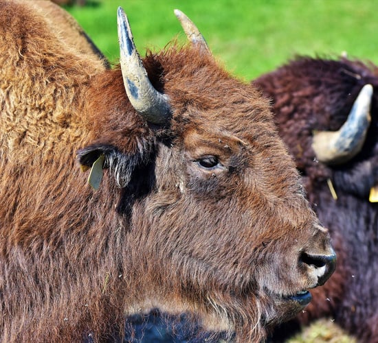 Bison to be introduced to British woodland