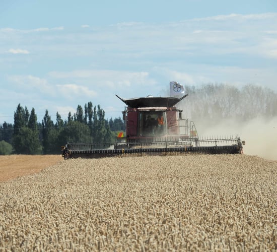 New world record for highest wheat yield