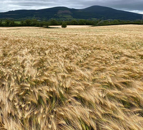 Will this BYDV tolerant winter barley bring 'joy' to farmers?