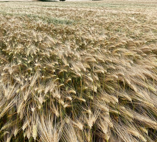 Revising seed rates in tricky conditions