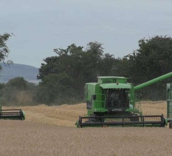 Winter barley yields 'very poor' - Teagasc