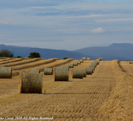 Winter barley yields down significantly as harvest progresses