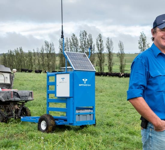 Remote, portable system can 'weigh' cattle while unattended