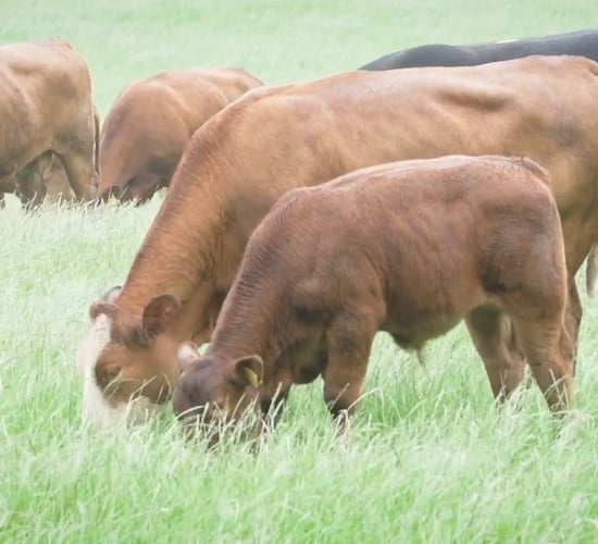 How this beef farmer manages grassland at 3 critical times of the year