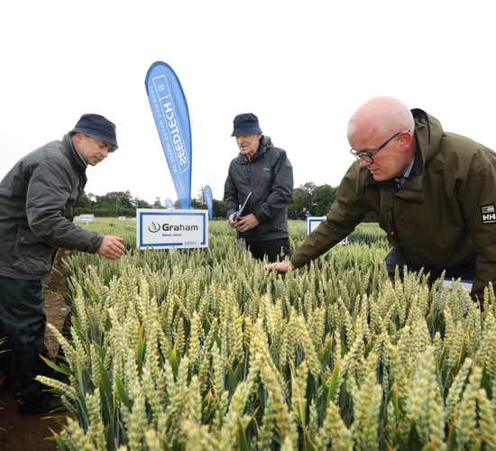 Seedtech launches new BYDV tolerant winter barley variety
