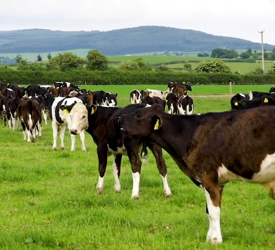 The Long brothers’ integrated approach to dairy and beef farming - Teagasc: Virtual Beef Week 2020