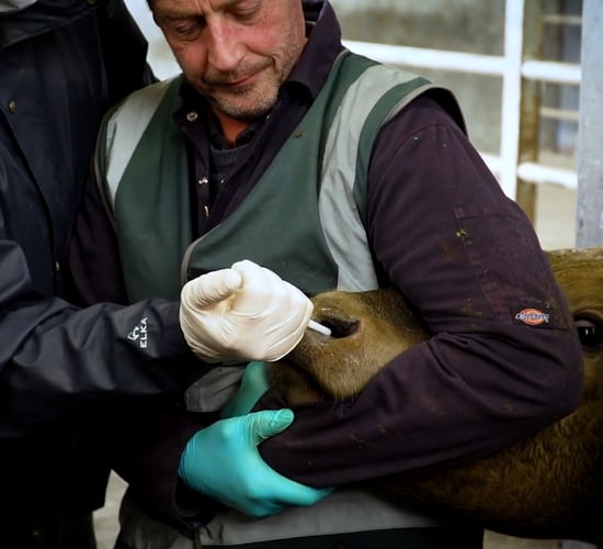 RCVS formally accredits UCD veterinary degree