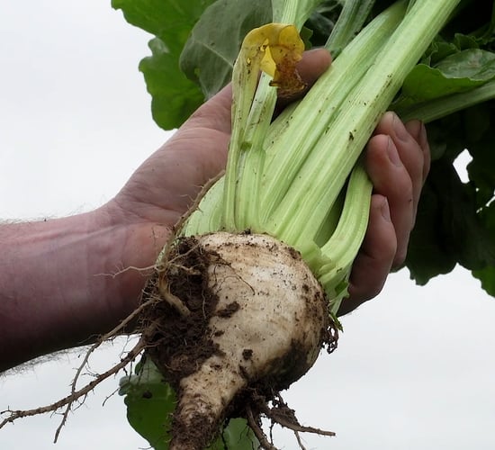 Tillage: Fodder beet to remain steady as silage stocks wane