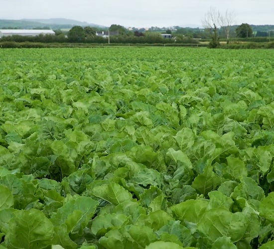 CROPS WATCH: Smart beet due fungicide