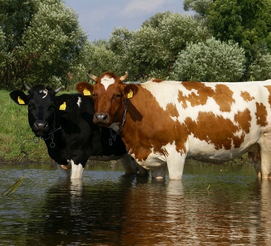 EPA: What impact do cattle access points to streams have on water quality?