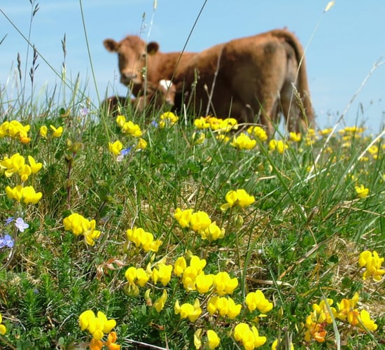 NPWS Farm Plan Scheme now open for applications - Noonan
