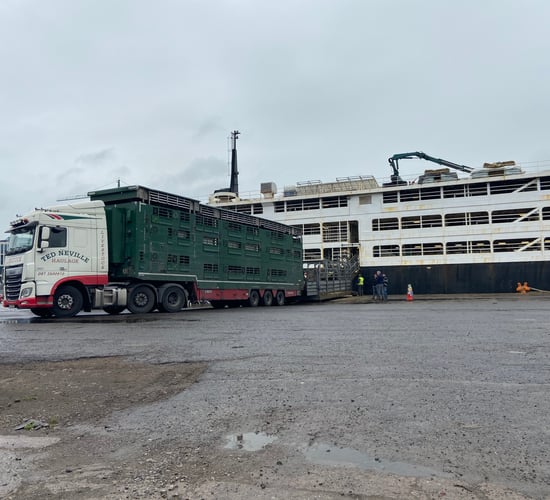 Pics: Loading 1,900 bulls bound for Libya in Co. Cork