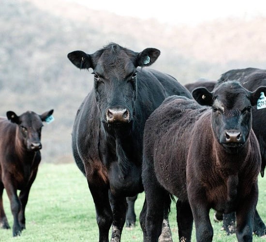 Appeal for info following theft of Angus and Friesian calves