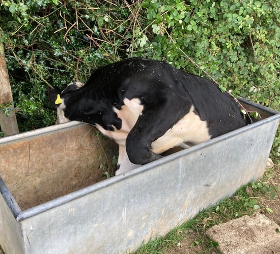 Firefighters called in to save steer stuck in water trough