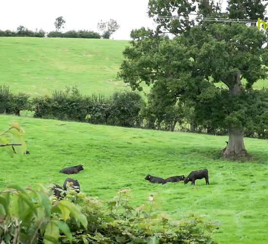 Rory Best on his transition from professional rugby to full-time farming