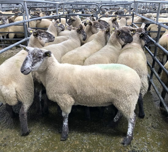Breeding sales: Ewe lambs top out at €165/head; hoggets fetch up to €272/head