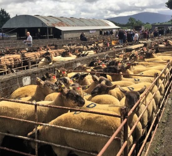 All roads to lead to Borris on Saturday for 57th annual show and sale