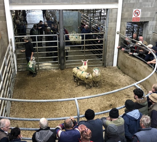 More beef farmers dipping into the store lamb market as 'cattle are too dear at present'