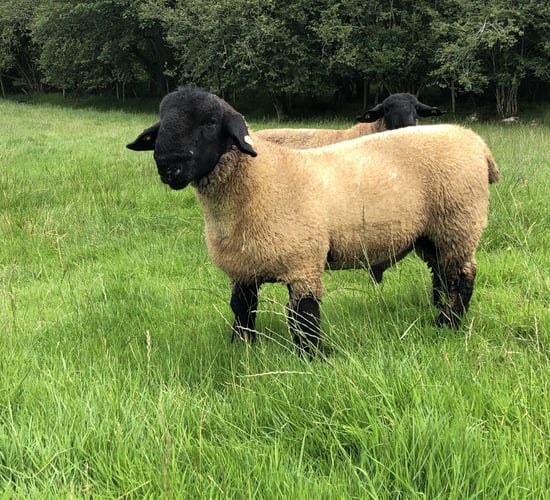 Sheep management: Time to check if your ram is fit for purpose